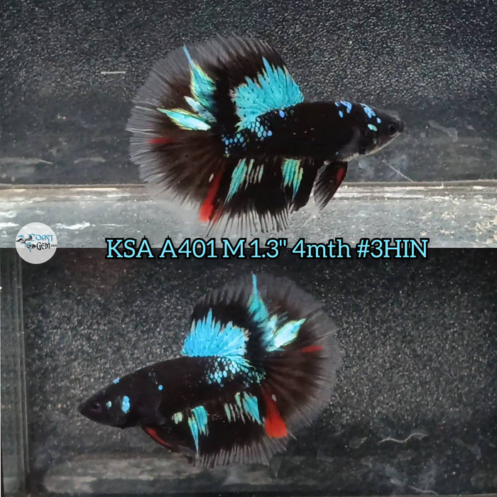 Live Male Betta Galaxy Black base Avatar Halfmoon (KSA-A401) High quality what you see what you get!!