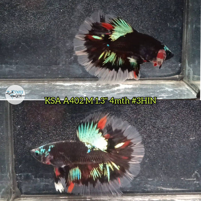 Live Male Betta Galaxy Black base Halfmoon (KSA-A402) High quality what you see what you get!!