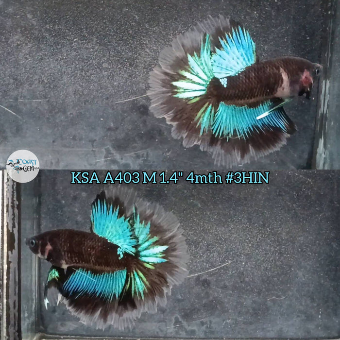 Live Male Betta Blue Black Light Halfmoon (KSA-A403) High quality what you see what you get!!