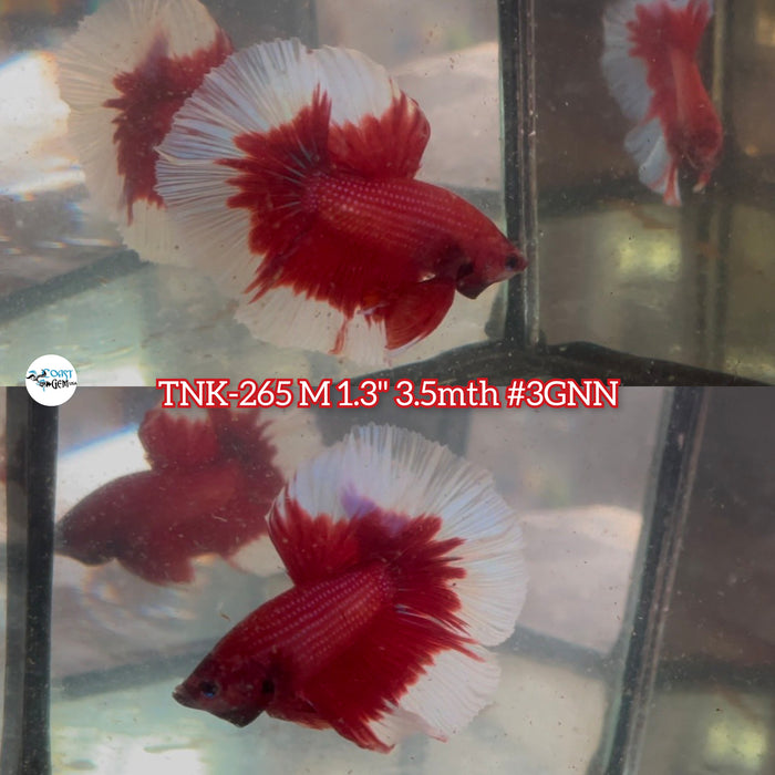 Live Male Betta Red Butterfly Halfmoon (TNK-265) High quality What you see what you get!