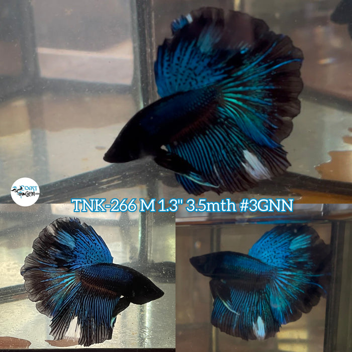 Live Male Betta Blue Black Light Halfmoon (TNK-266) High quality What you see what you get!