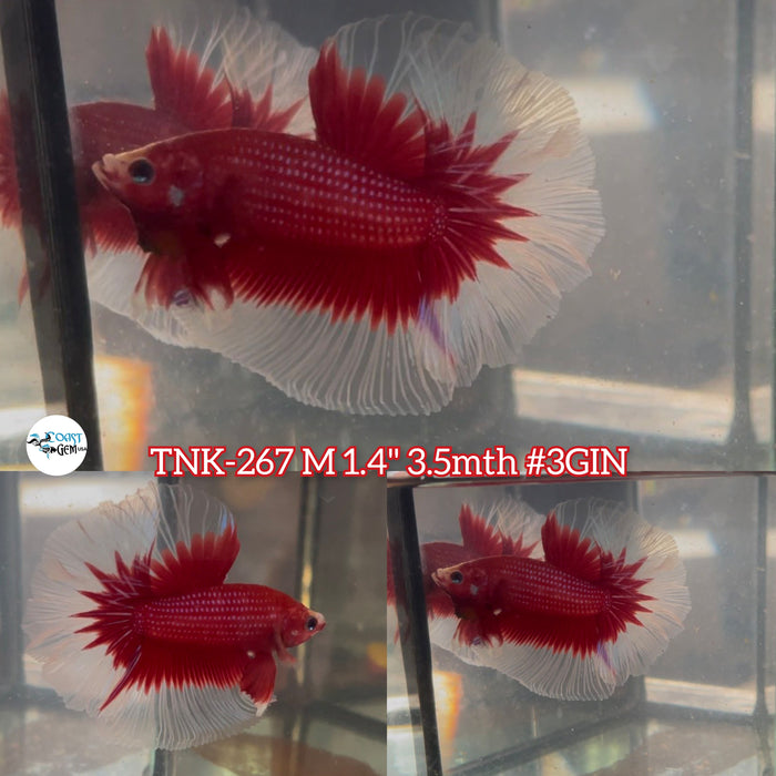 Live Male Betta Red Butterfly Halfmoon (TNK-267) High quality What you see what you get!