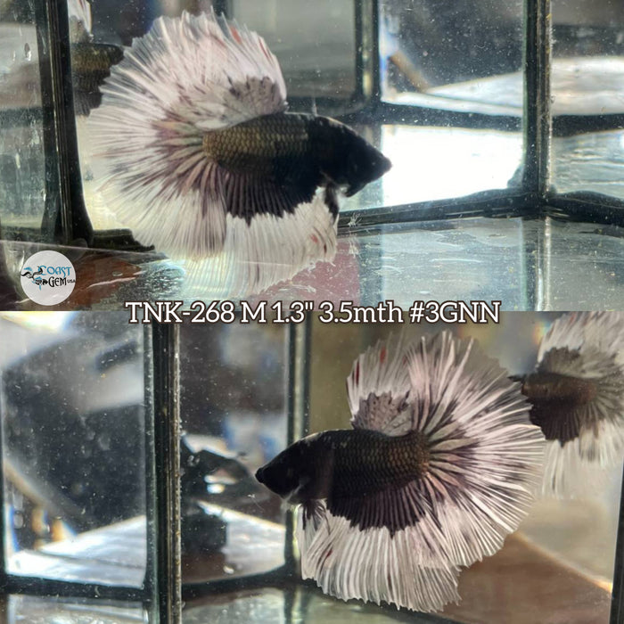 Live Male Betta Fancy Copper Dark tone Halfmoon (TNK-268) High quality What you see what you get!