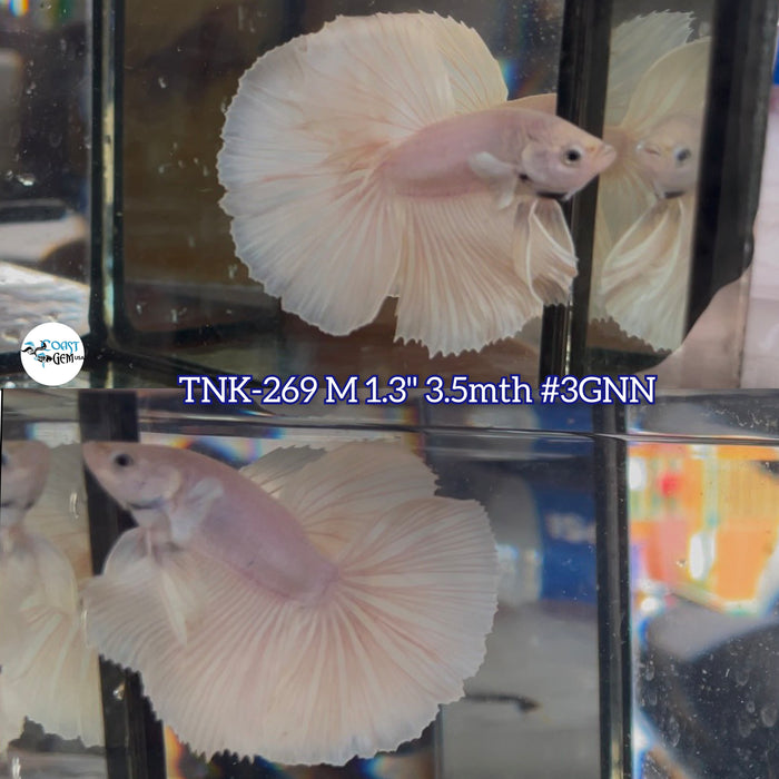 Live Male Betta White Platinum Halfmoon (TNK-269) High quality What you see what you get!