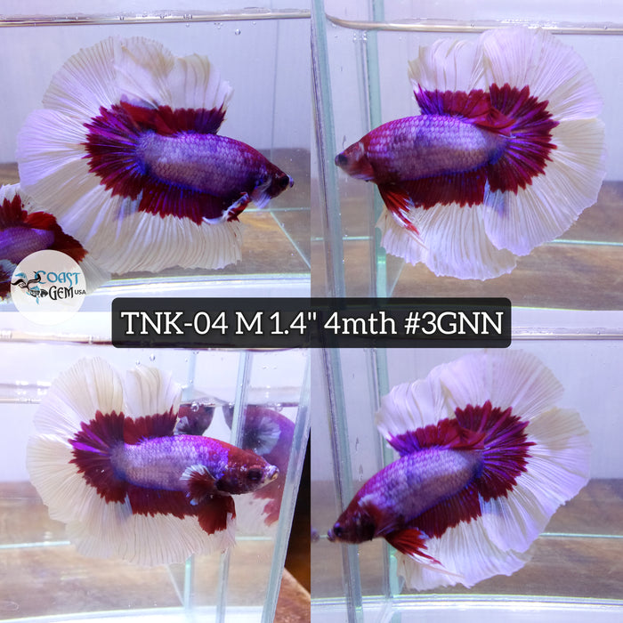 Live Male Betta Violet Salamander Halfmoon (TNK-04)