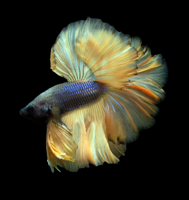 halfmoon betta mustard gas(bumble bee)