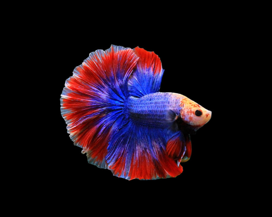 Halfmoon Male betta  muscot and flag pattern