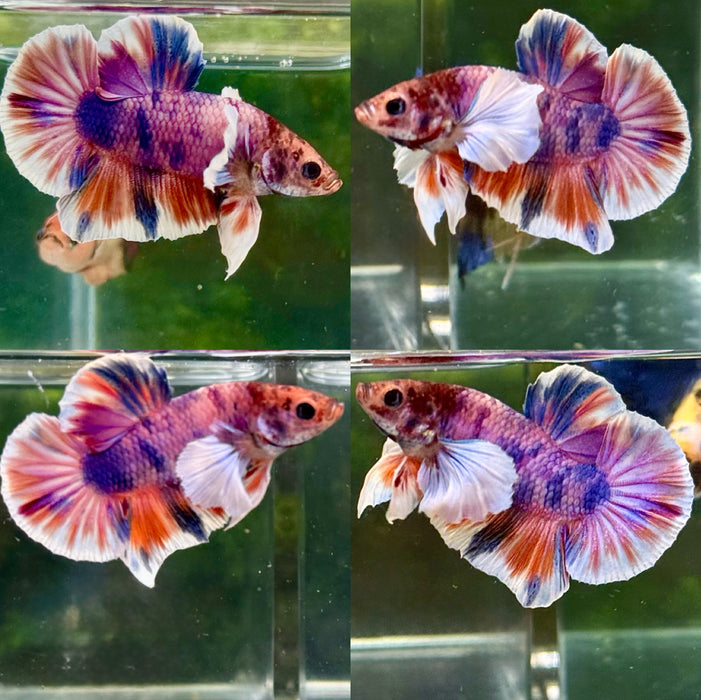 LIVE FISH BETTA CANDY NEMO DUMBO PLAKAT S271 (LLL-6010) WHAT YOU SEE WHAT YOU GET