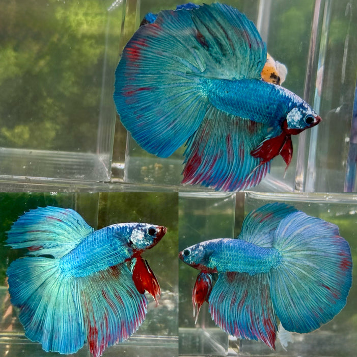 LIVE FISH FANCY BLUE OVER HALFMOON ROSETAIL MALE BETTA S204 (LLL-600) WHAT YOU SEE IS WHAT YOU GET!