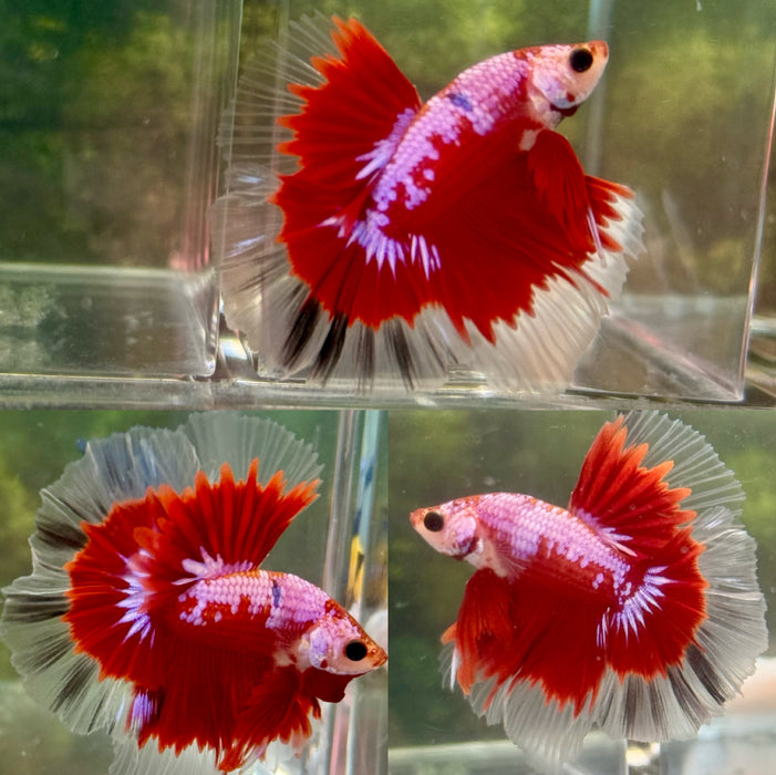 LIVE FISH HIGH GRADE FANCY MARBLE RED/PINK OVER HALFMOON CELLOPHANE ROSETAIL MALE S206( LLL-700) WHAT YOU SEE IS WHAT YOU GET