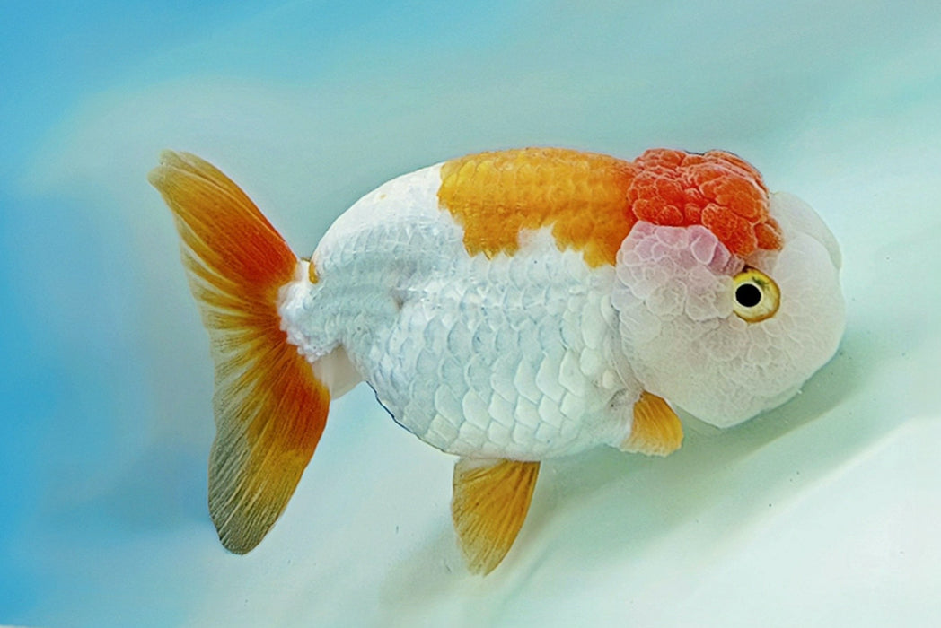 THAI JUMBO RED/WHITE RANCHU 4.50 INCH BODY (LLL-1316)R1B07