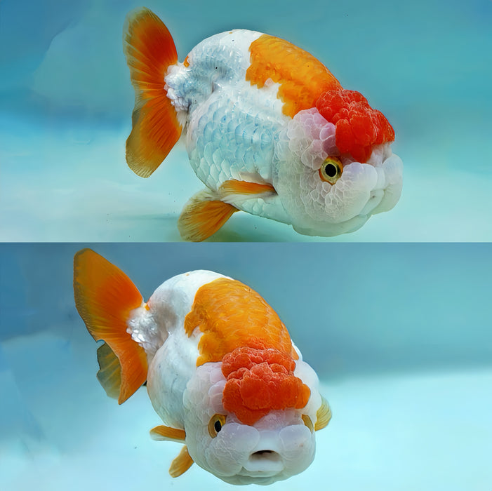 THAI JUMBO RED/WHITE RANCHU 4.50 INCH BODY (LLL-1316)R1B07