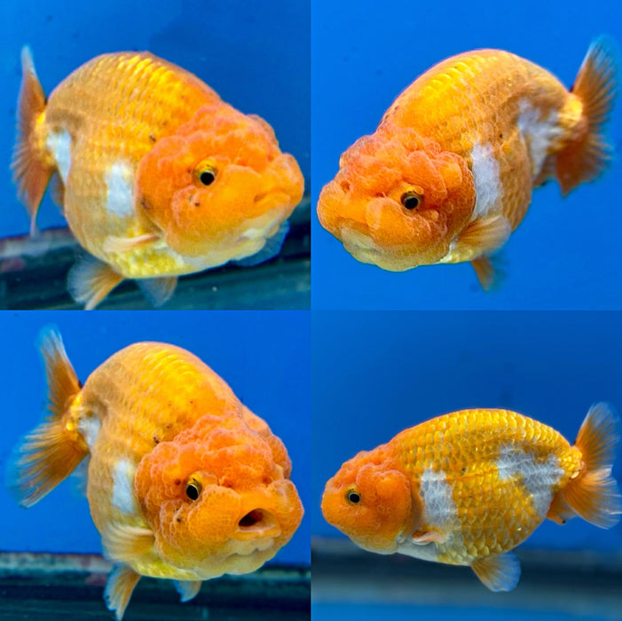 Live Fancy Goldfish Thai Red Ranchu 3.50 inch Body Female LLL-1186