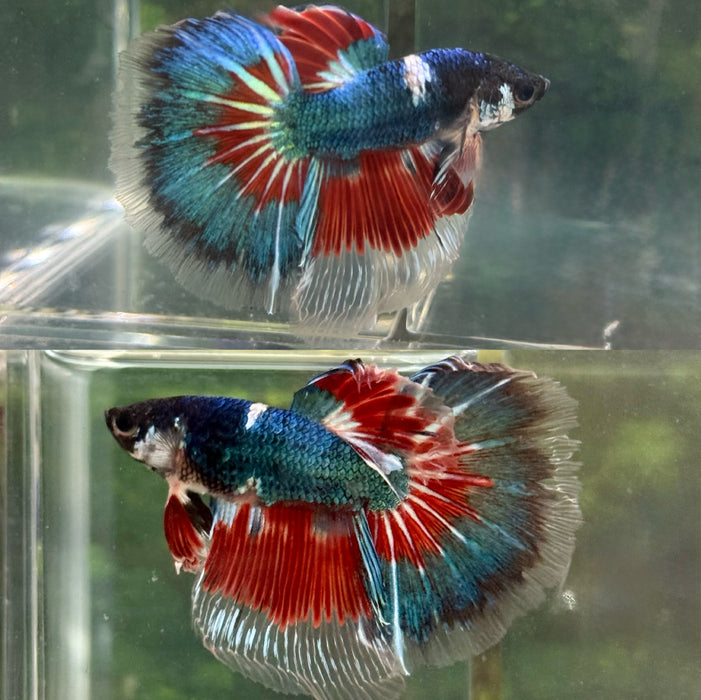 LIVE FISH  High Grade Fancy Marble Multicolor cellophane Rosetail Halfmoon Male Betta S055 (LLL-123) What you see is what you get!