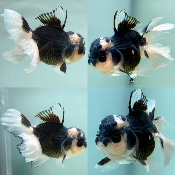 LIVE AQUARIUM GOLDFISH PANDA ORANDA HIGH QUALITY UPRIGHT TAIL MALE 3.00'' ( LLL-789) WHAT YOU SEE WHAT YOU GET! READY TO SHIP!