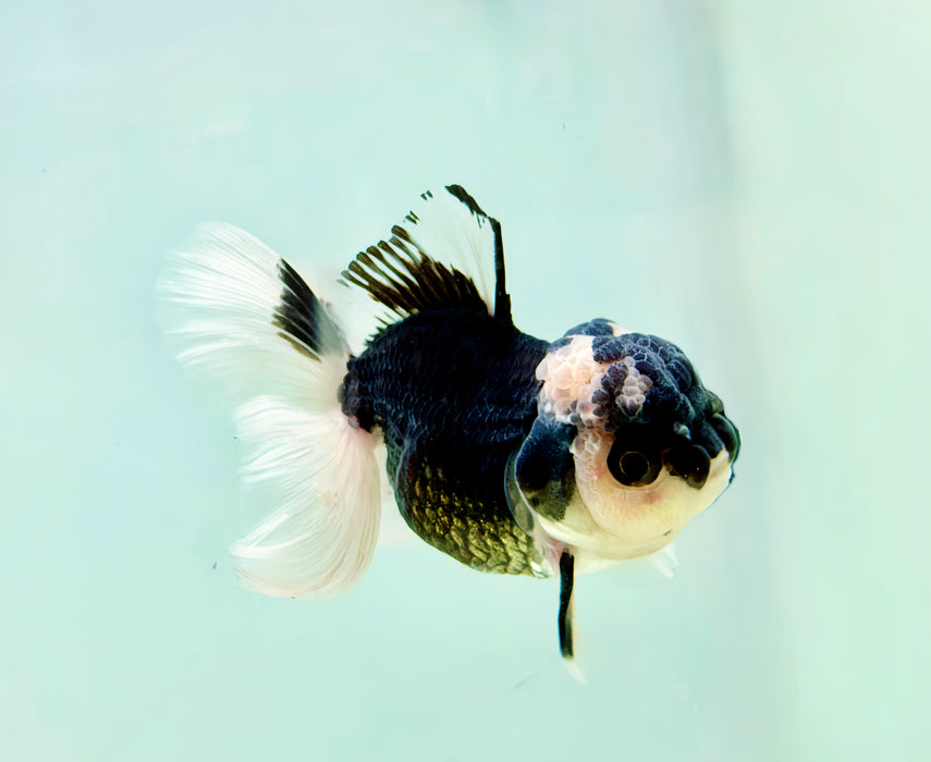 LIVE AQUARIUM GOLDFISH PANDA ORANDA HIGH QUALITY UPRIGHT TAIL MALE 3.00'' ( LLL-789) WHAT YOU SEE WHAT YOU GET! READY TO SHIP!