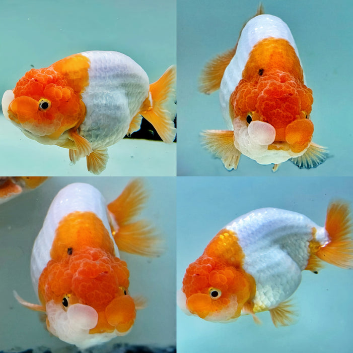 LIVE GOLDFISH THAI RED/WHITE RANCHU 3.50 INCH BODY MALE (LLL-678)R1B06