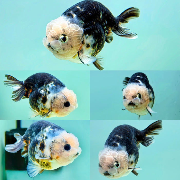 LIVE GOLDFISH Galaxy Calico Ranchu Dark Tone 3INCH BODY MALE (LLL-567) WHAT YOU SEE WHAT YOU GET! READY TO SHIP!