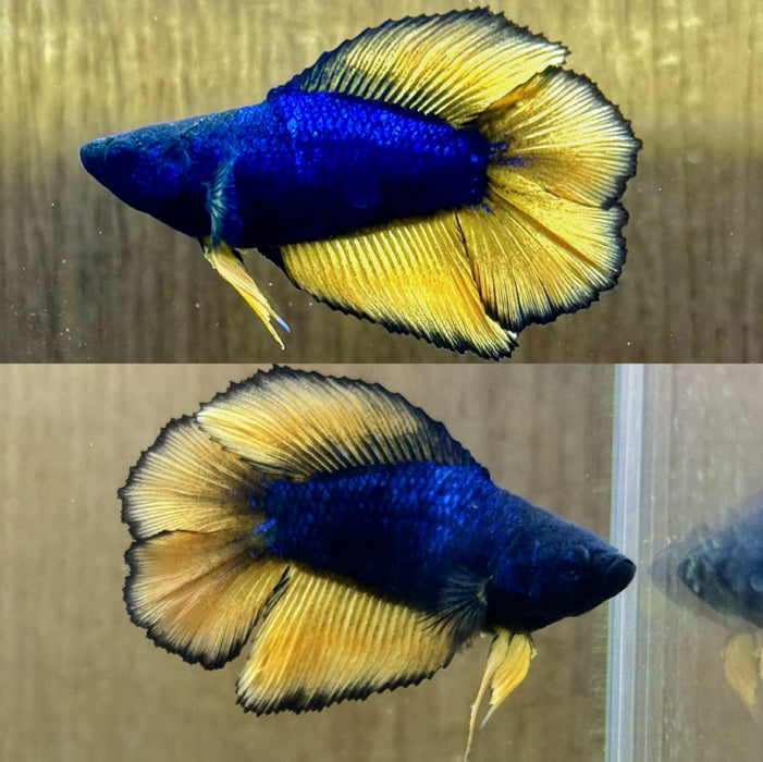 Live Freshwater Betta Mustard Fancy Double Tail Halfmoon Female S067 (LLL-7000) what you see is what you get!