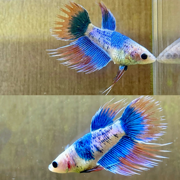 LIVE FRESHWATER AQUARIUM BETTA FANCY MIXED COLOR CROWNTAIL FEMALE S069 (LLL-9000) WHAT YOU SEE IS WHAT YOU GET!