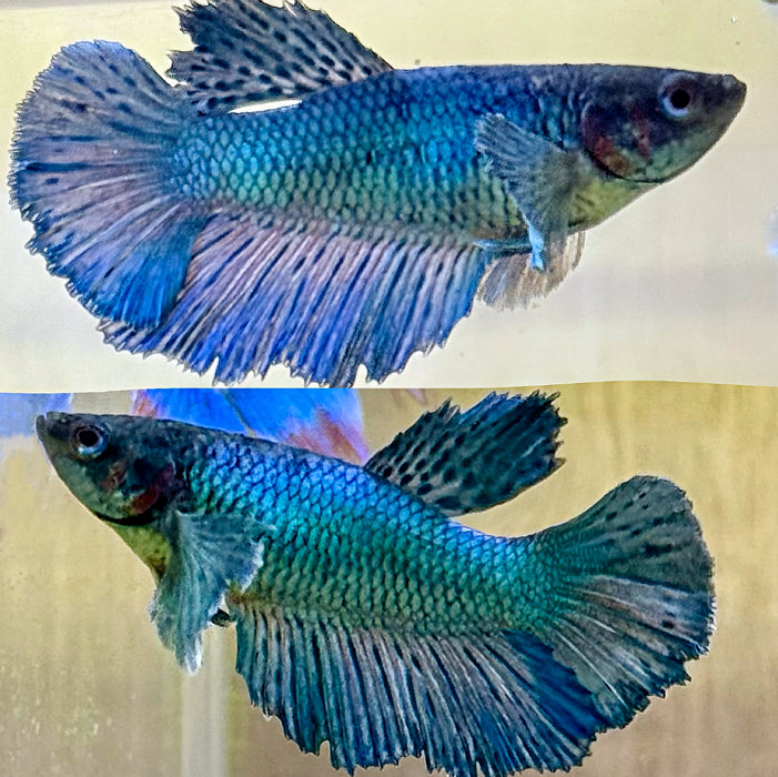 LIVE BETTA FISH DUMBO TURQUOISE FEMALE S043(LLL-876) WHAT YOU SEE IS WHAT YOU GET.