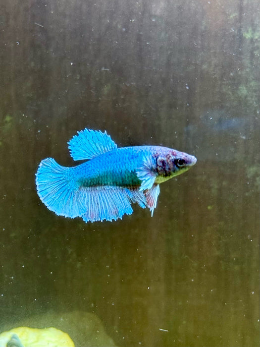 LIVE BETTA FISH DUMBO TURQUOISE FEMALE S043(LLL-876) WHAT YOU SEE IS WHAT YOU GET.