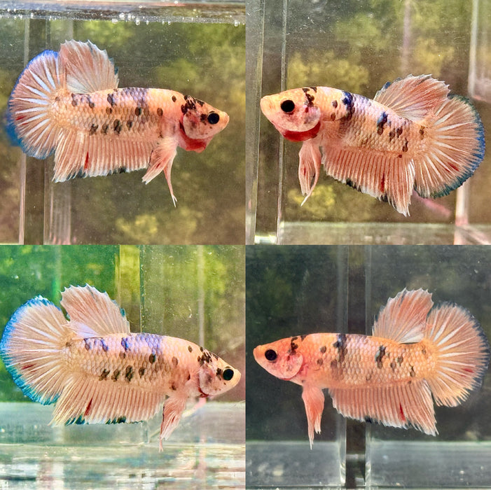 LIVE MALE BETTA FANCY MARBLE PLAKAT S037 (LLL-189) WHAT YOU SEE WHAT YOU GET!