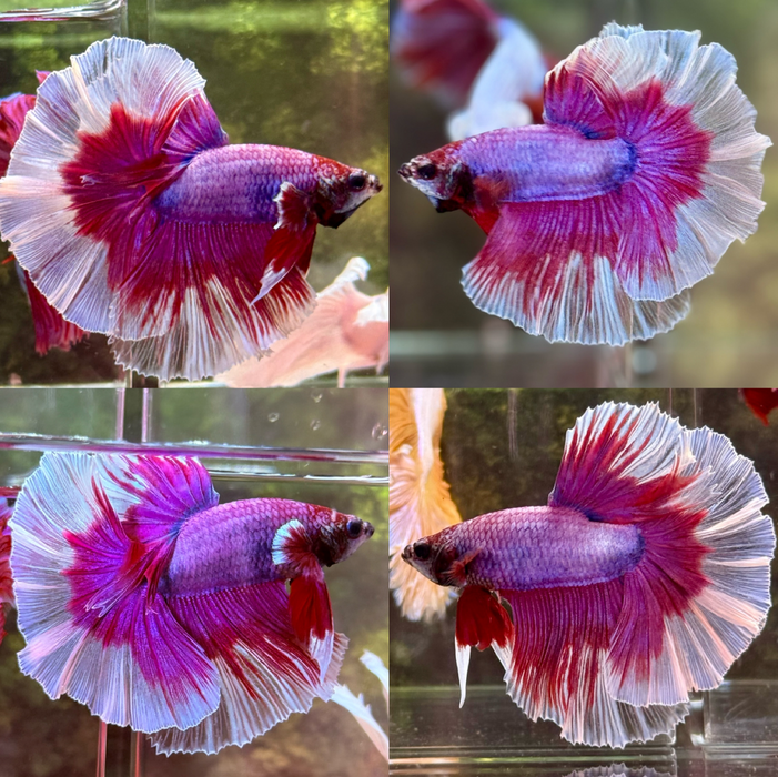 LIVE BETTA FANCY LAVENDER SALAMANDER BIG EAR MOHAWK FEATHER TAIL HALFMOON ROSETAIL MALE BETTA S190 (LLL-564) WHAT YOU SEE IS WHAT YON GET!