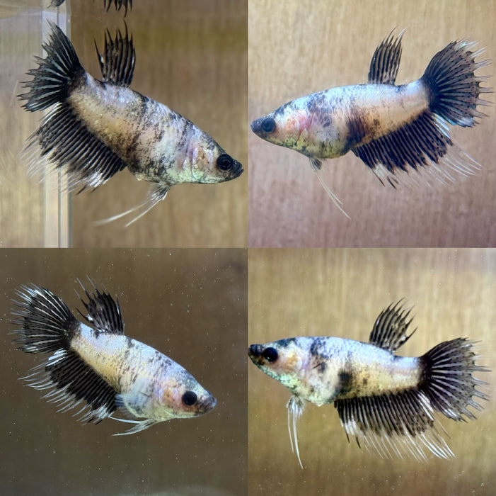 LIVE BETTA FISH FANCY PANDA  CROWNTAIL FEMALE S191 (LLL-191 ) WHAT YOU SEE IS WHAT YOU GET!