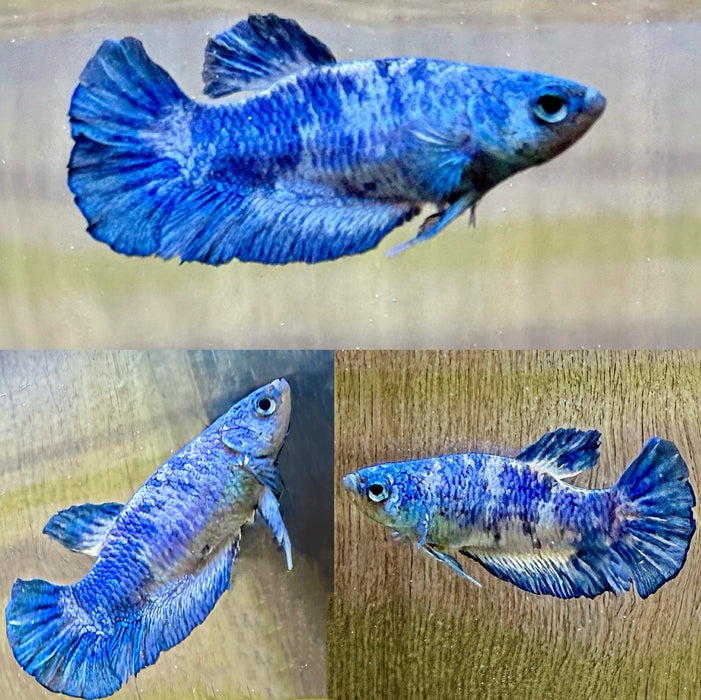 LIVE FISH FANCY BLUE OB MARBLE PLAKAT FEMALE BETTA S123      (LLL-005) WHAT YOU SEE IS WHAT YOU GET!