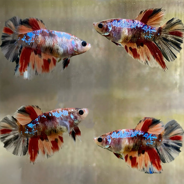 LIVE BETTA FISH FEMALE PLAKAT NEMO KOI S192 (LLL-082) WHAT YOU SEE IS WHAT YOU GET!