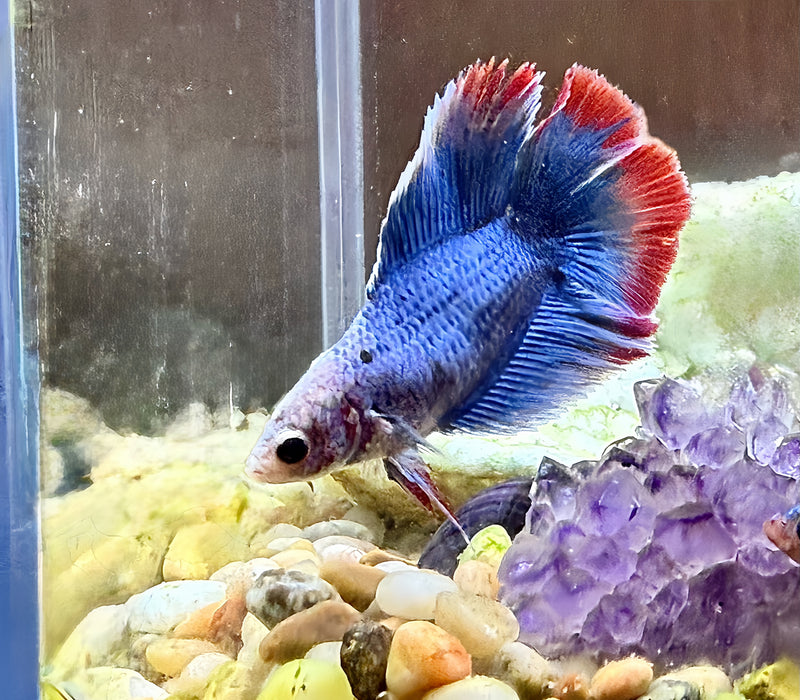 LIVE FISH BLUE FANCY DOUBLE FEMALE BETTA S193 ( LLL-0019) WHAT YOU SEE IS WHST YOU GET! READY TO SHIP!