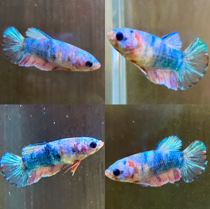 LIVE FISH FANCY COTTON CANDY FEMALE BETTA S ( LLL-0018) WHAT YOU SEE IS WHST YOU GET! READY TO SHIP!