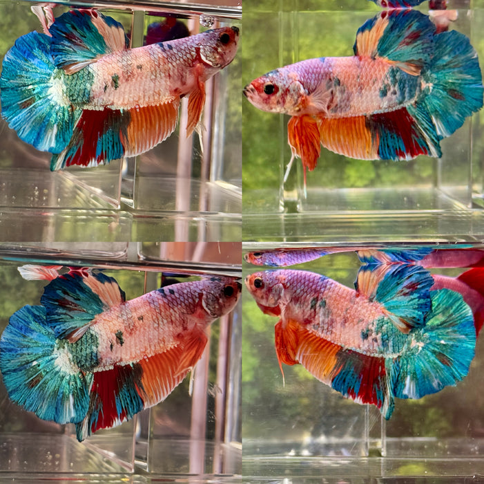 LIVE BETTA FISH “FANCY GIANT COTTON CANDY MALE PLAKAT”S213(LLL-30) WHAT YOU SEE IS WHAT YOU GET