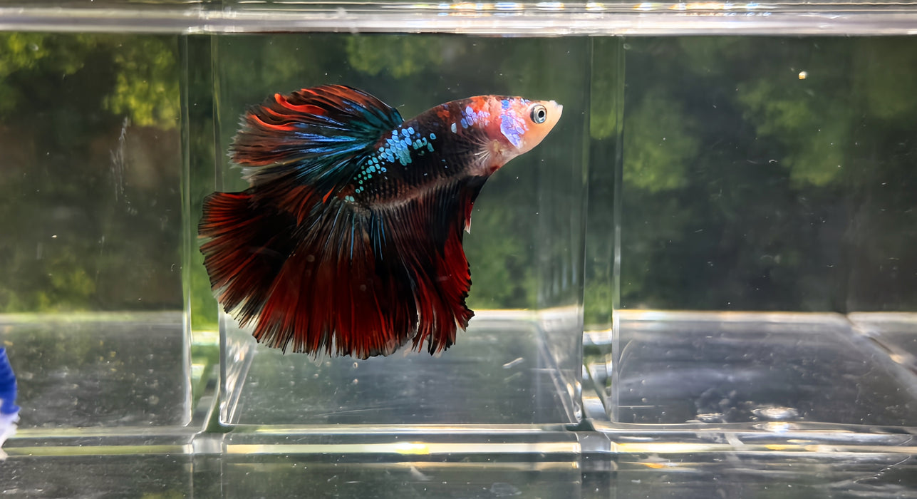 LIVE MALE BETTA BLACK KOI HALFMOON S216(LLL-40) HIGH QUALITY WHAT YOU SEE WHAT YOU GET!!