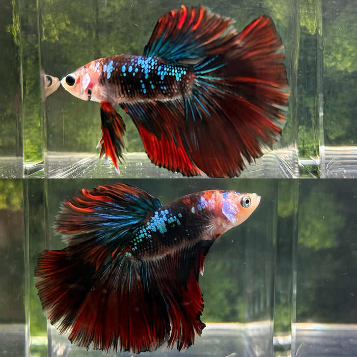 LIVE MALE BETTA BLACK KOI HALFMOON S216(LLL-40) HIGH QUALITY WHAT YOU SEE WHAT YOU GET!!