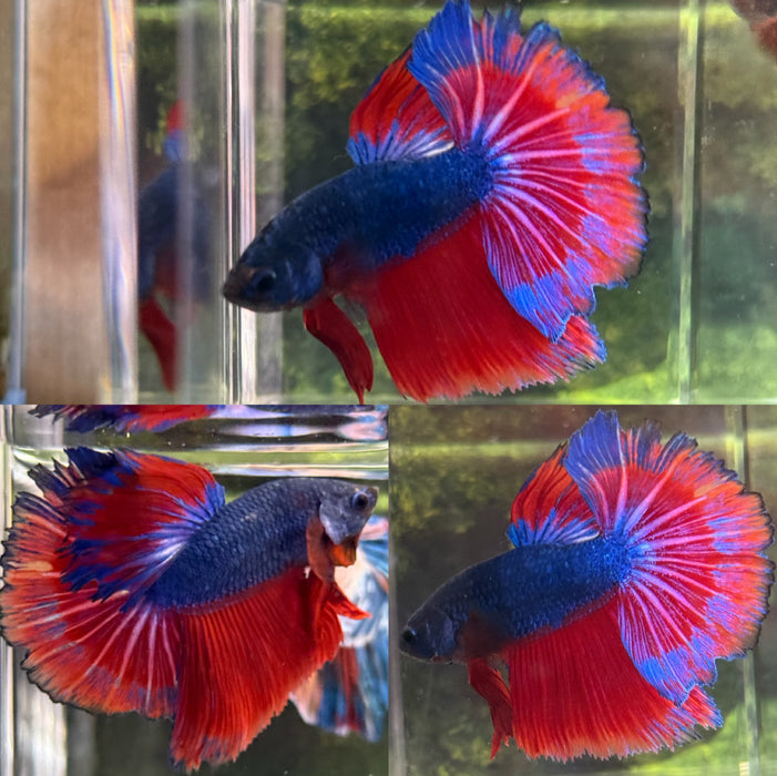 LIVE BETTA FANCY RED BLUE FANCY HALFMOON MALE BETTA S214 (LLL-26) HIGH QUALITY WHAT YOU SEE WHAT YOU GET!