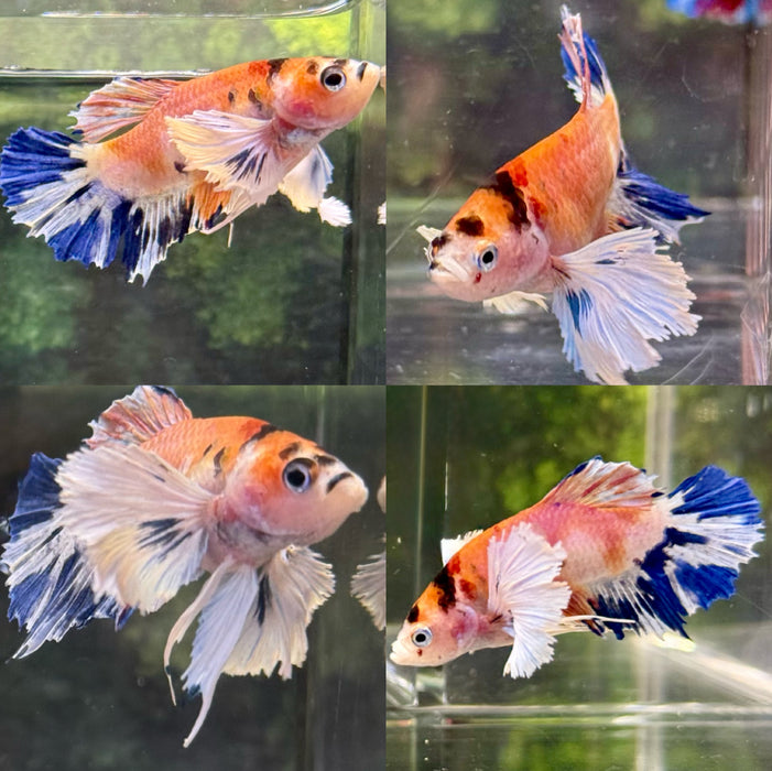 LIVE FISH BETTA CANDY NEMO DUMBO PLAKAT S069 (LLL-010) WHAT YOU SEE WHAT YOU GET