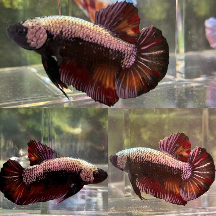 LIVE FISH GIANT RED COPPER DRAGON SCALE MALE BETTA PLAKAT S066 (LL-372) WHAT YOU SEE IS WHAT YOU GET