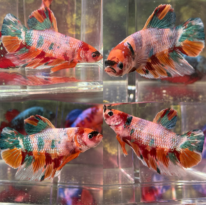 LIVE BETTA FISH “FANCY GIANT COTTON CANDY MALE PLAKAT”S064 (LLL-304) WHAT YOU SEE IS WHAT YOU GET