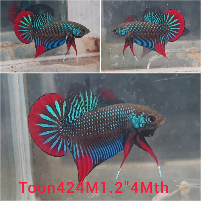 (TOON-424) GREEN IMBELLIS WILD MALE BETTA