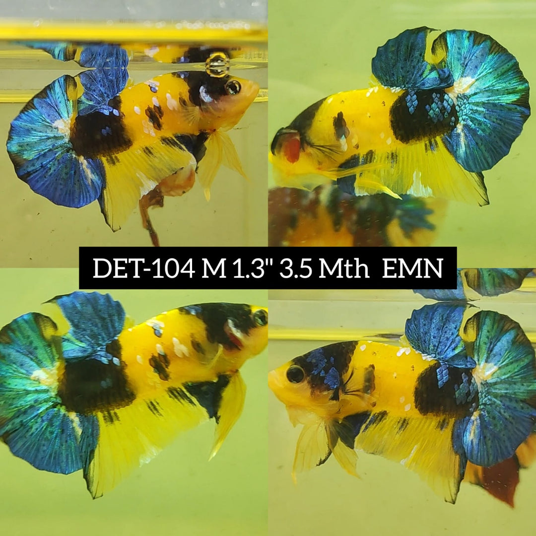 (DET-104) Fancy Yellow Koi 1.30" Body 3.50 Months Male