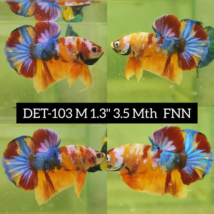 (DET-103) Fancy Nemo Koi 1.30" Body 3.50 Months Male