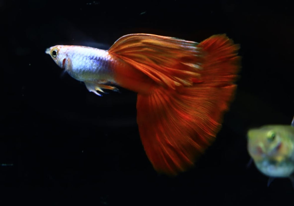 (CGP-096) Live Fancy Guppy Fish Premium Quality Silverado High Dorsal Red Tail Long Fin R4C4MF