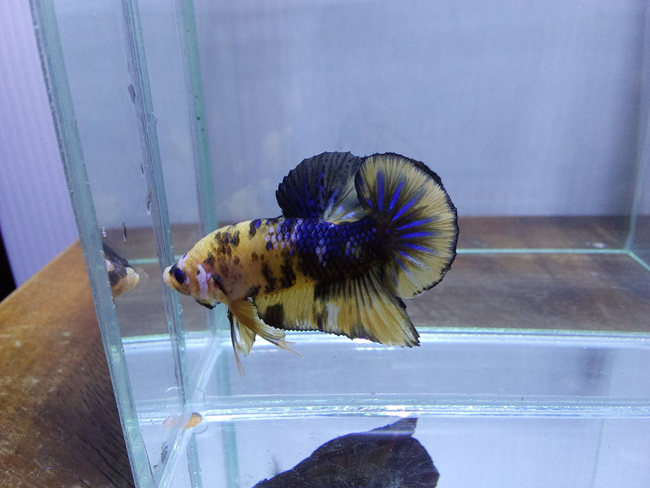 Live Freshwater Premium Plakat Male Betta Yellow Galaxy/Fancy(CBM-1047)Our Choice BUY 4 GET 1 FREE! MIX & MATCH