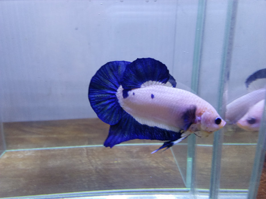 Live Freshwater Premium Plakat Male Betta Blue Rim Marble/Platinum (CBM-1044)Our Choice BUY 4 GET 1 FREE! MIX & MATCH