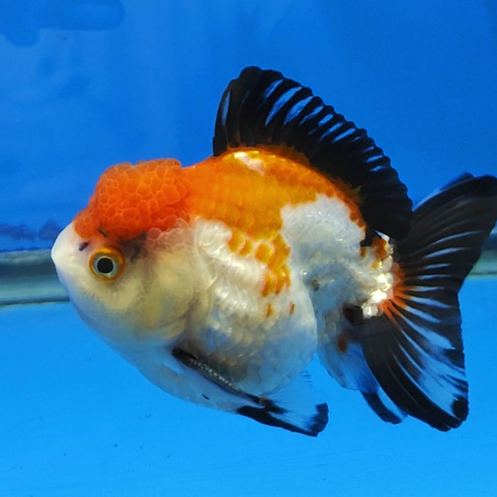 Live Fancy Goldfish Short Body Tri-color Oranda 3.75 inch Body (CCC-117)R1B05