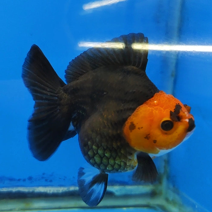 Live Fancy Goldfish Short Body Tri-color Oranda 3.5 inch Body (CCC-118)R1B05