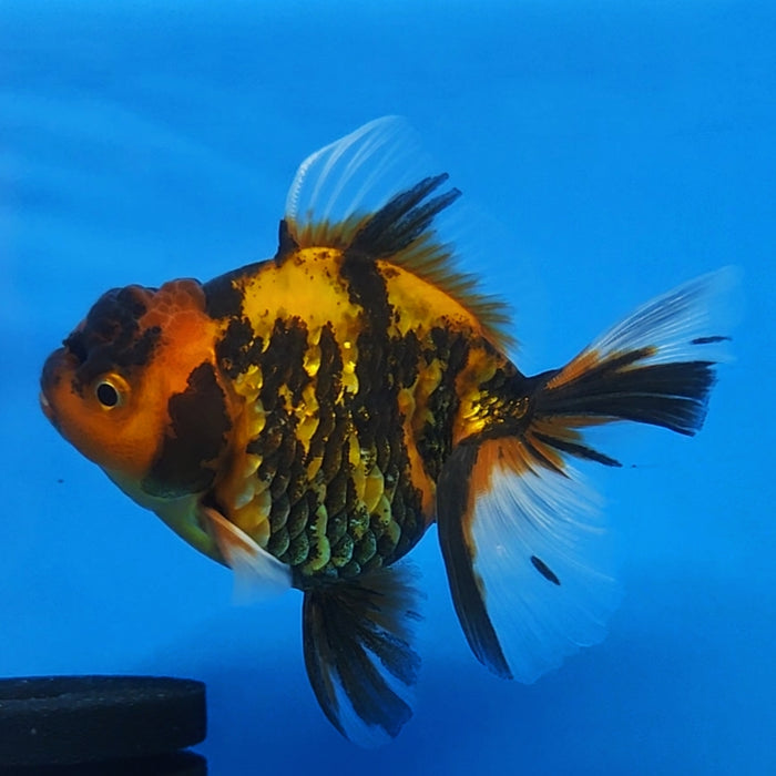 Live Fancy Goldfish Short Body Tiger Oranda 3.5 inch Body (CCC-119)R1B05