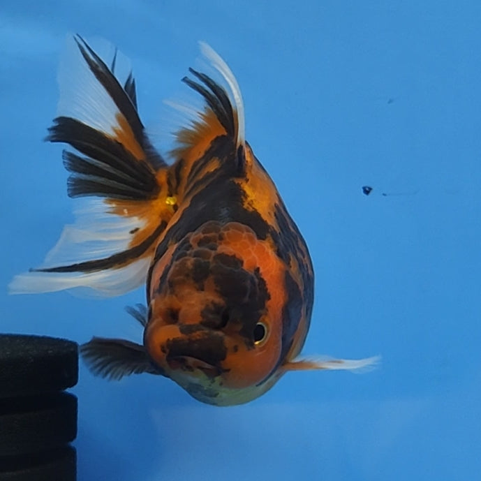 Live Fancy Goldfish Short Body Tiger Oranda 3.5 inch Body (CCC-119)R1B05